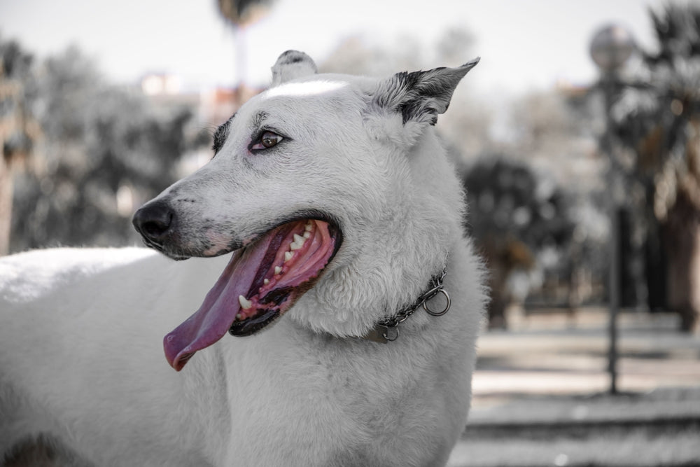 cPLi & fPLi Blood Tests: Pancreatitis in Dogs and Cats Explained