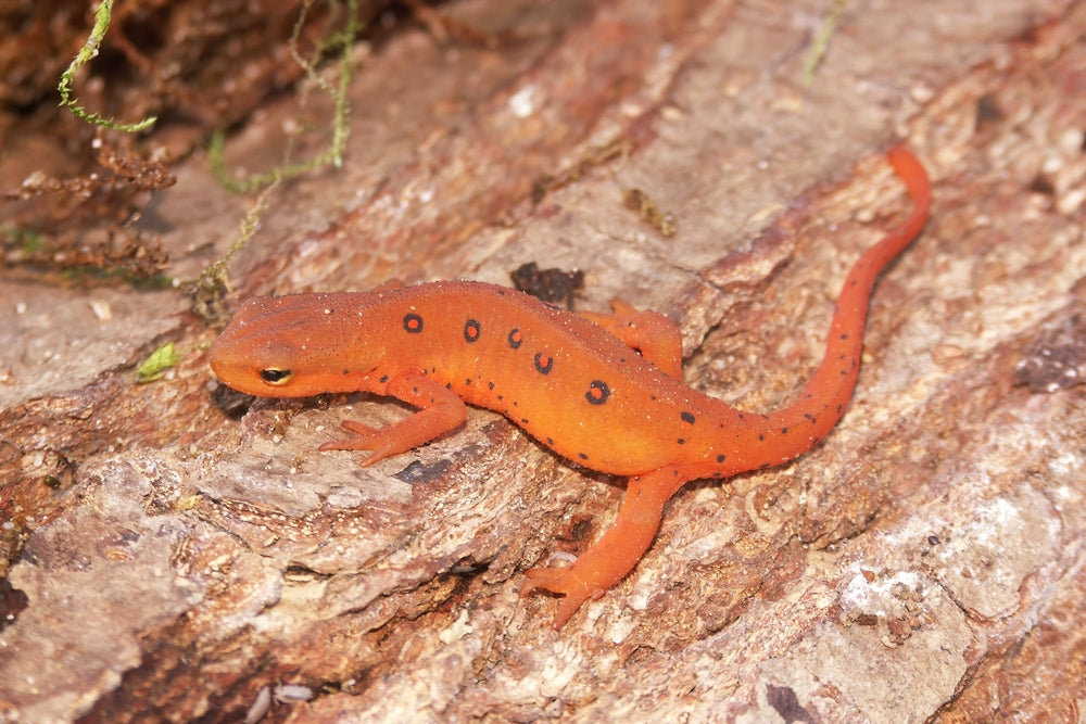 Septicemia in Amphibians: Vet Guide to Symptoms, Treatment & Prevention in 2025 🐸🦠