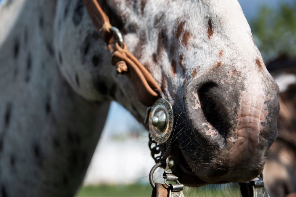 Piroplasmosis in Horses