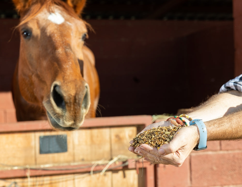 Feeding Horses During and After Colic: Vet-Approved Care Guide for 2025 🐴🩺🌾