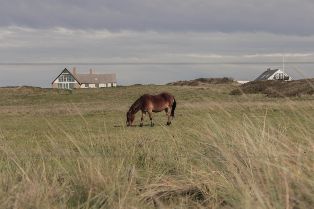 Does Short Grass Increase Laminitis Risk in Horses?