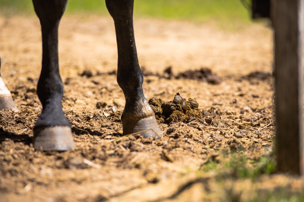Club Foot in Horses: Treatment, Farriery and When Surgery Is Needed