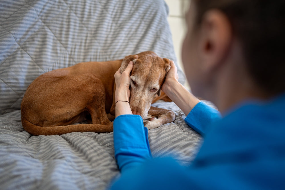 Deracoxib for Dogs