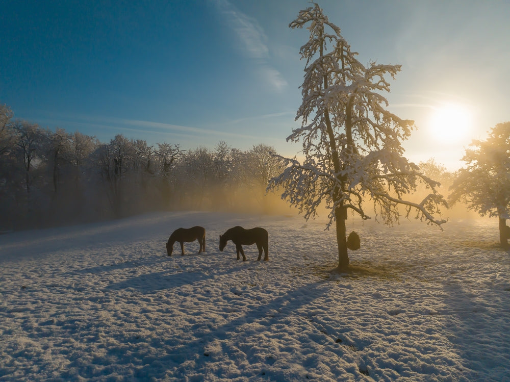 Winter Hay and Pasture Testing for Horses