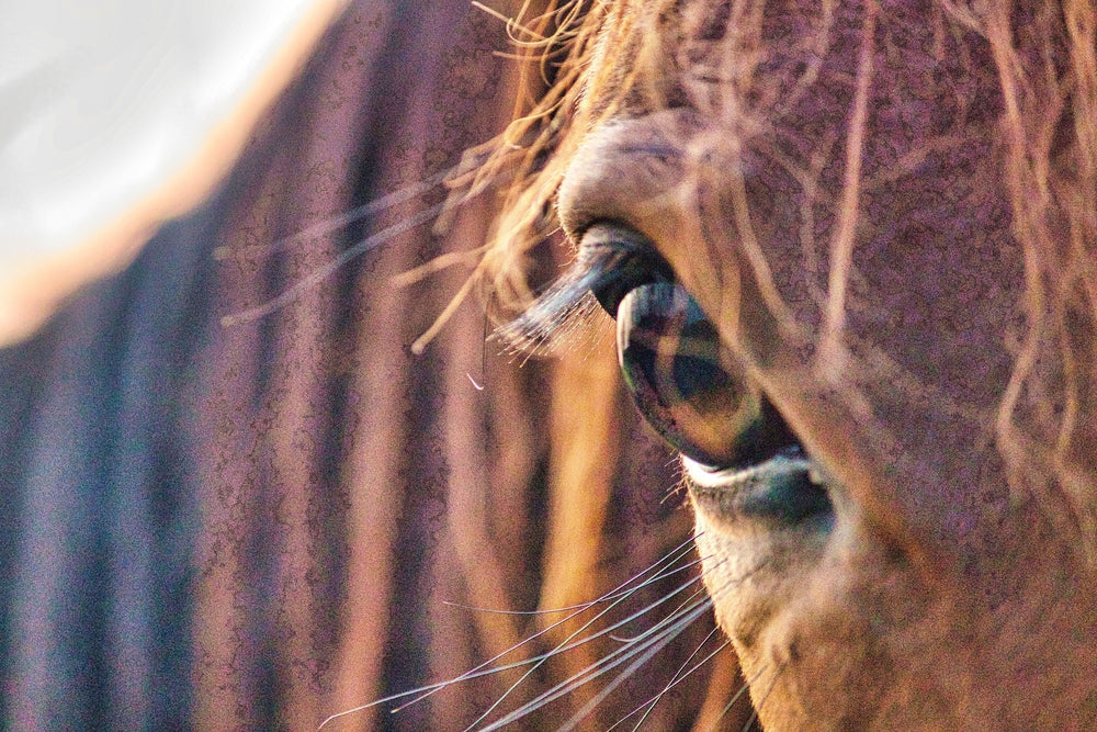 Corneal Ulcers in Horses With Cushing’s Disease: Why They Need Urgent Care