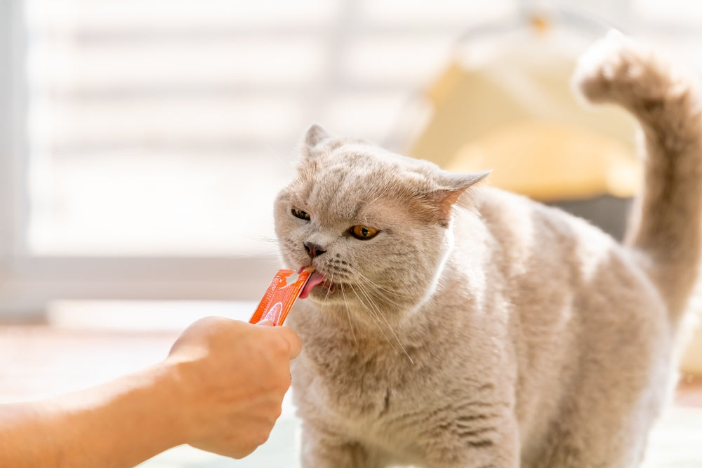 Vet-Approved Guide: The Purrfect List of Homemade Cat Treat Recipes 🐱🍪