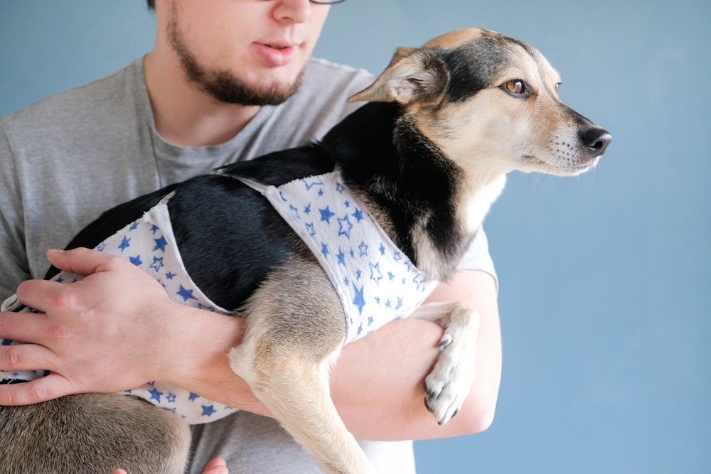 Enalapril for Dogs and Cats