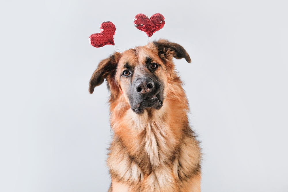 💕🐾 Ways to Celebrate Valentine’s Day With Your Dog 🐶💖