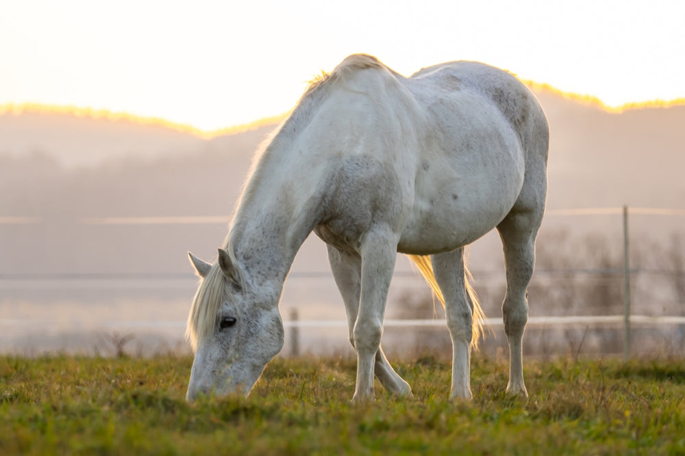 Best Time of Day To Graze Horses at Risk of Laminitis