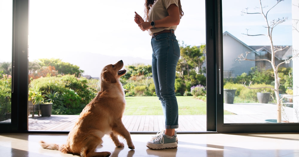 Housetraining Adult and Rescue Dogs