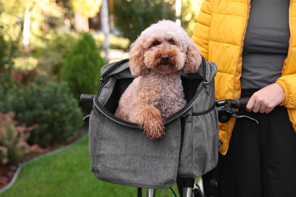 Tips for Biking With Your Dog