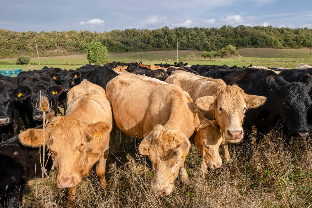 Heat Stress in Cattle
