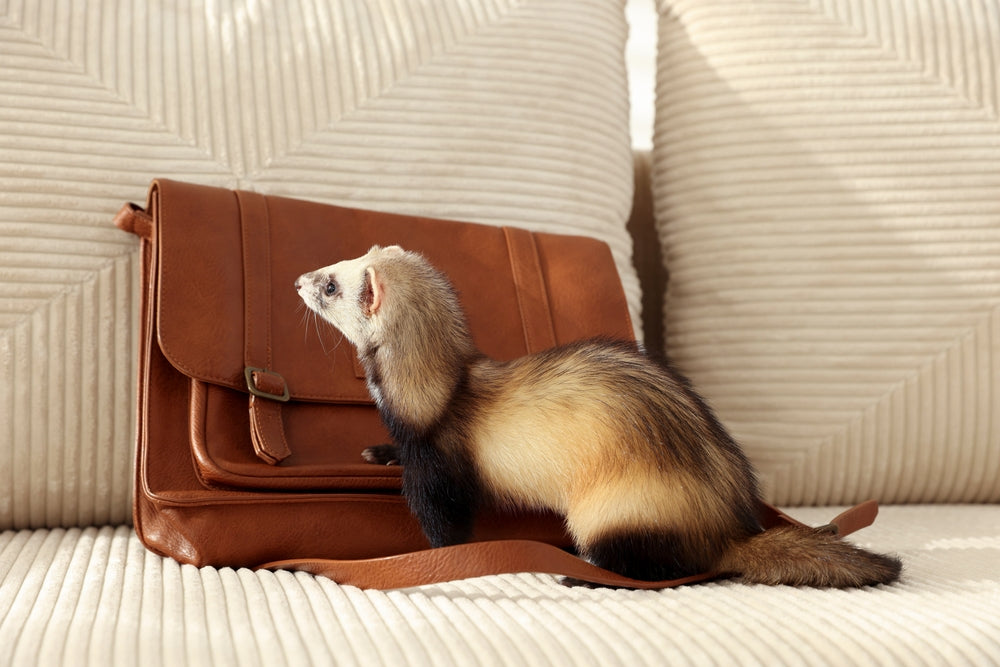 Ferret Husbandry: 2025 Vet Guide by Dr Duncan Houston 🐾🦦