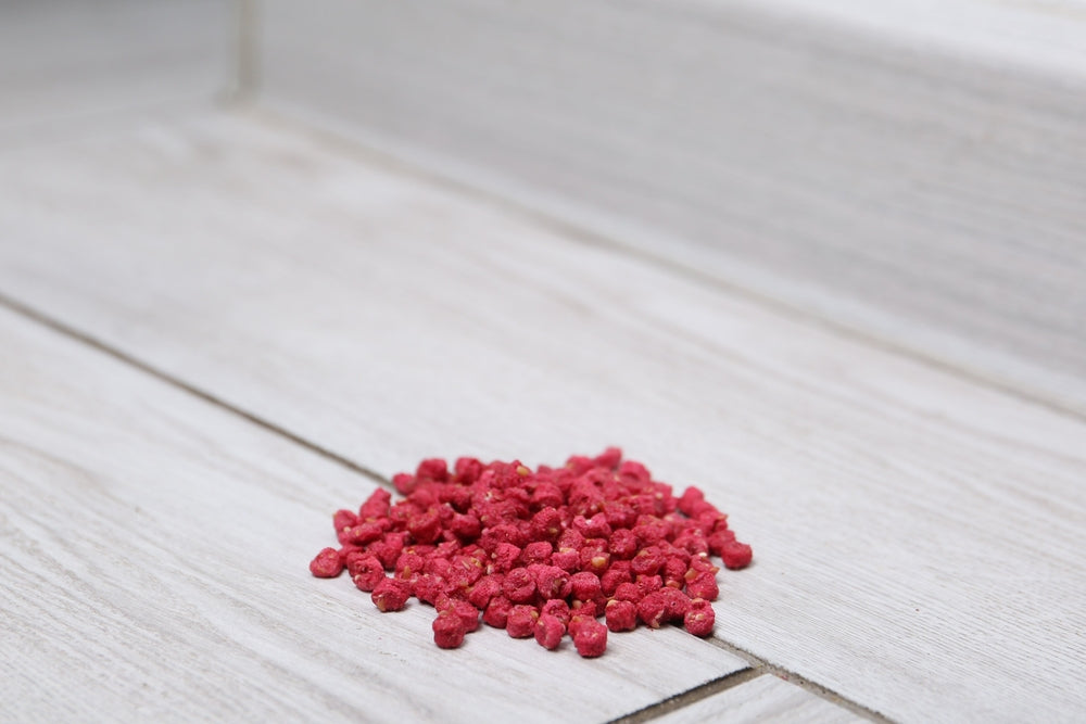 Can Dogs Survive Rat Poison? What Owners Need to Know