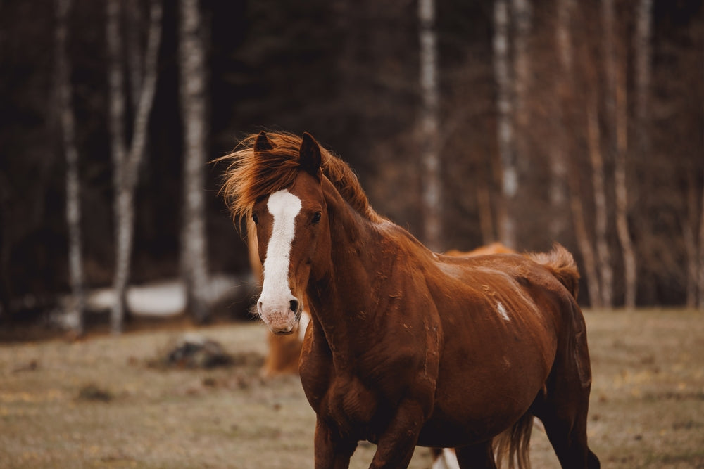Preventing Founder in Horses: Vet-Approved EMS Management for 2025