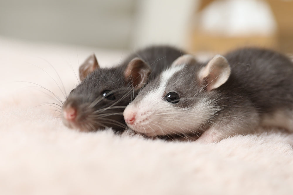 Mouse Care