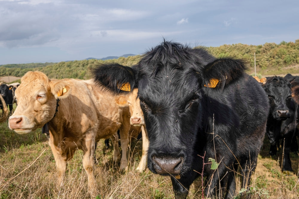 Heat Stress and Summer Pneumonia in Calves