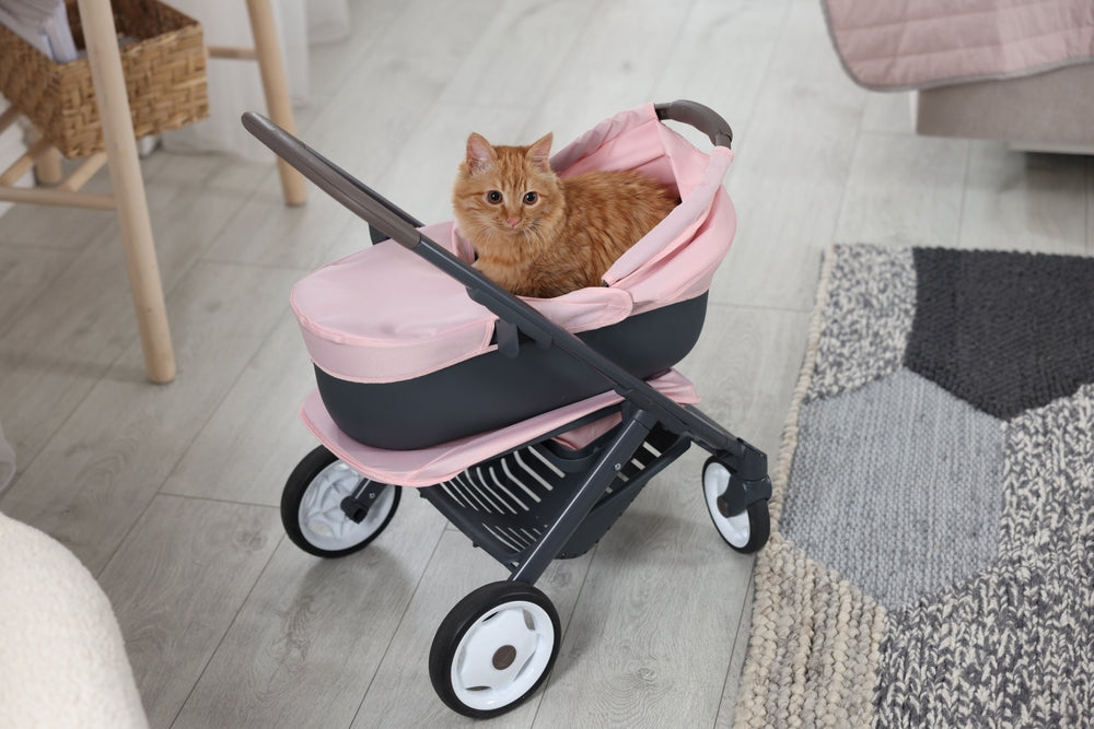 How To Get Your Cat Into a Carrier Without Stress