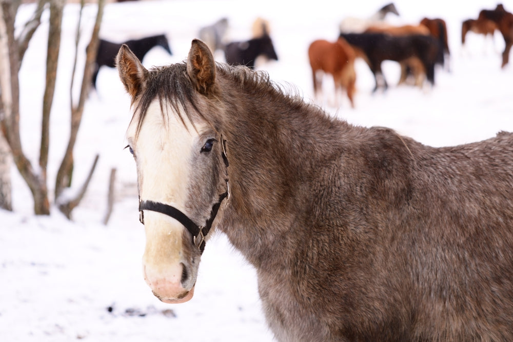 Squamous Cell Carcinoma in a Horse’s Eyelid: Signs, Treatment, and When To Worry