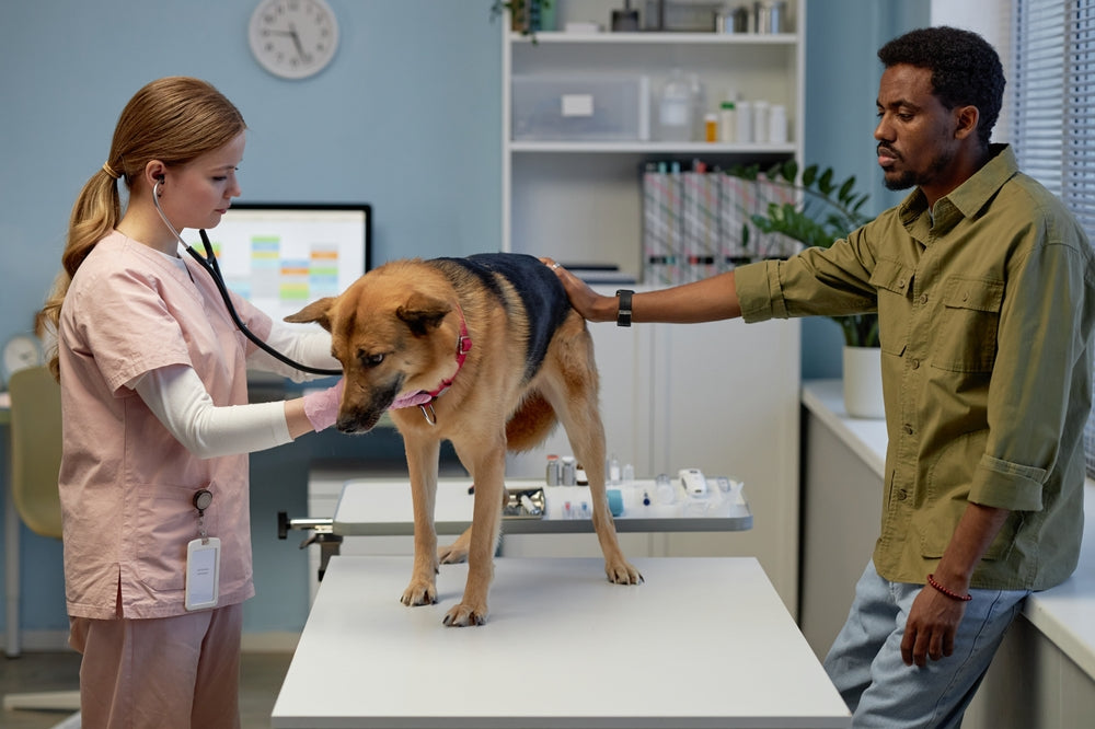 Why You Should Consider Holistic Healthcare for Your Pets 🌿🐶🐱✨