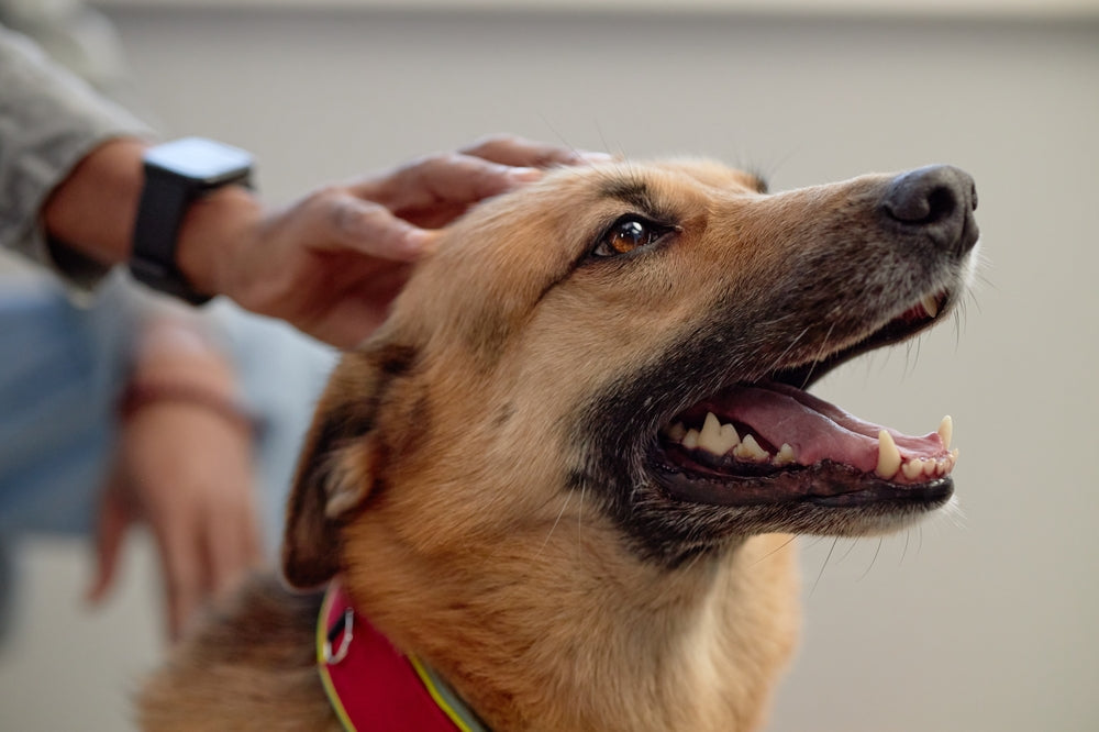 Vet-Approved Guide: How the Oral Microbiome Affects More Than Just Your Pet’s Teeth 🦷🐾