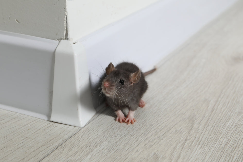 Salmonella & Feeder Rodents: A Vet’s 2025 Guide for Safe Reptile Feeding 🐍🐭 | Dr Duncan Houston BVSc