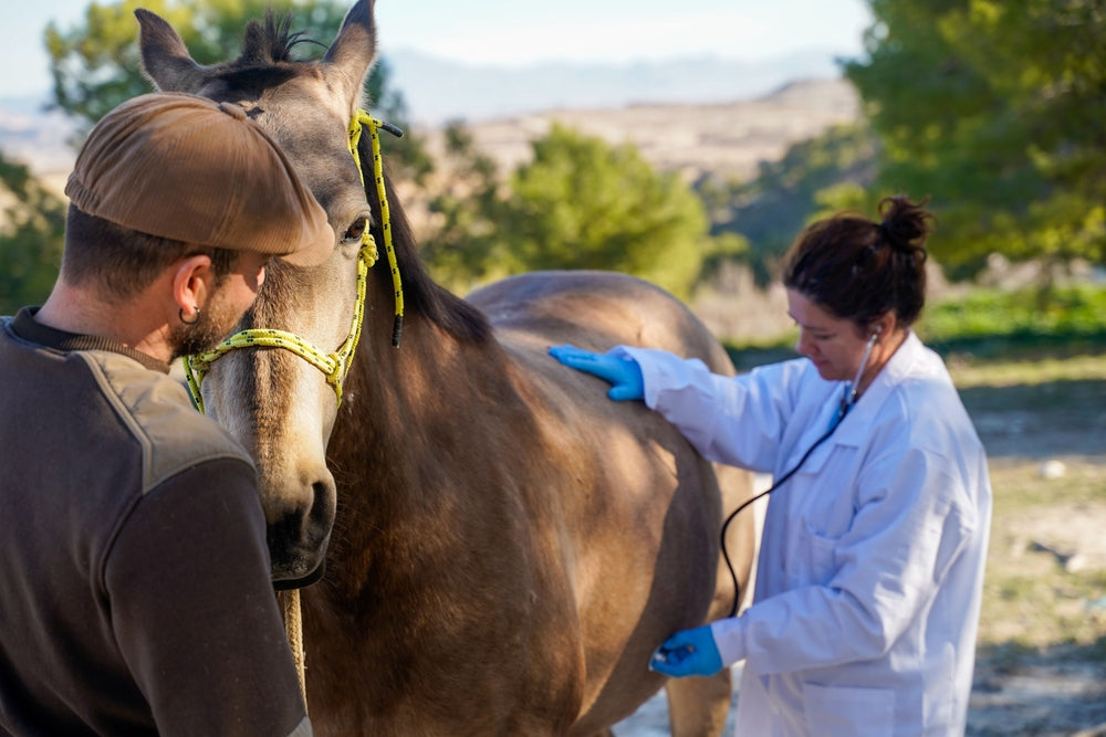 Back Pain in Horses: Can Ultrasound Find Multifidus Muscle Injury?