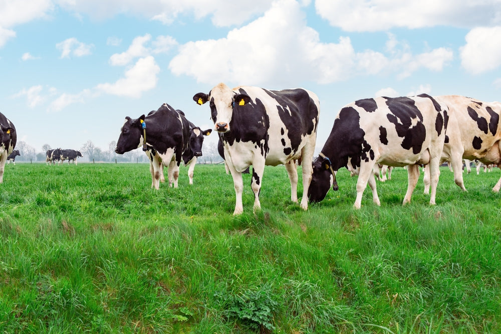 Grass Tetany in Beef Cows: Signs, Treatment and Prevention