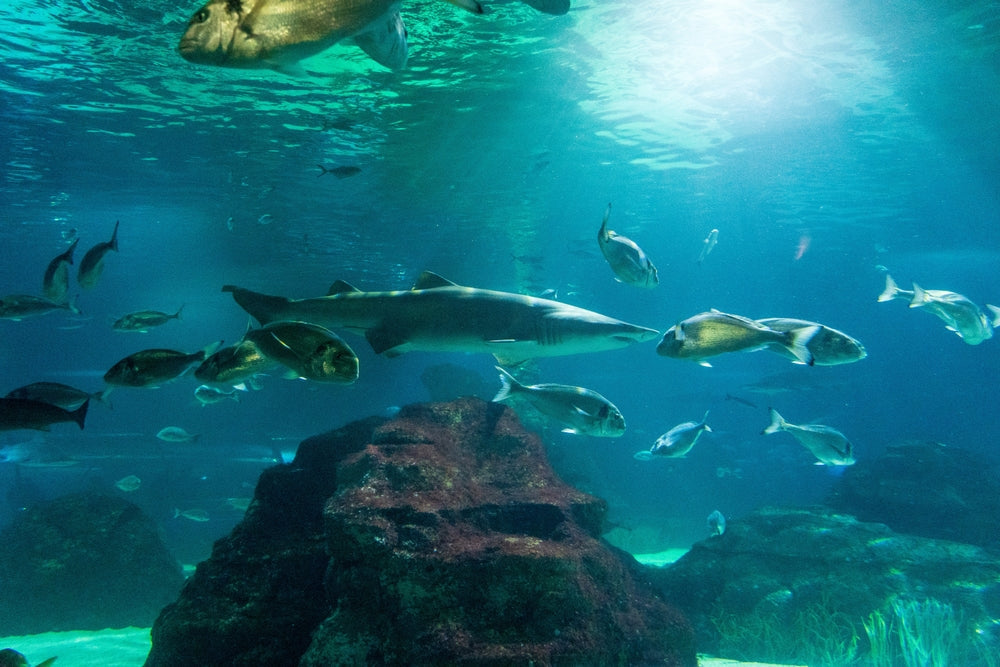 Safe Acclimation and Livestock Introduction for Marine Aquariums