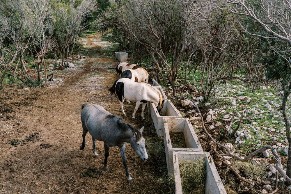 Vet Advice on Salt in Your Horse's Ration 2025 🧂🐴