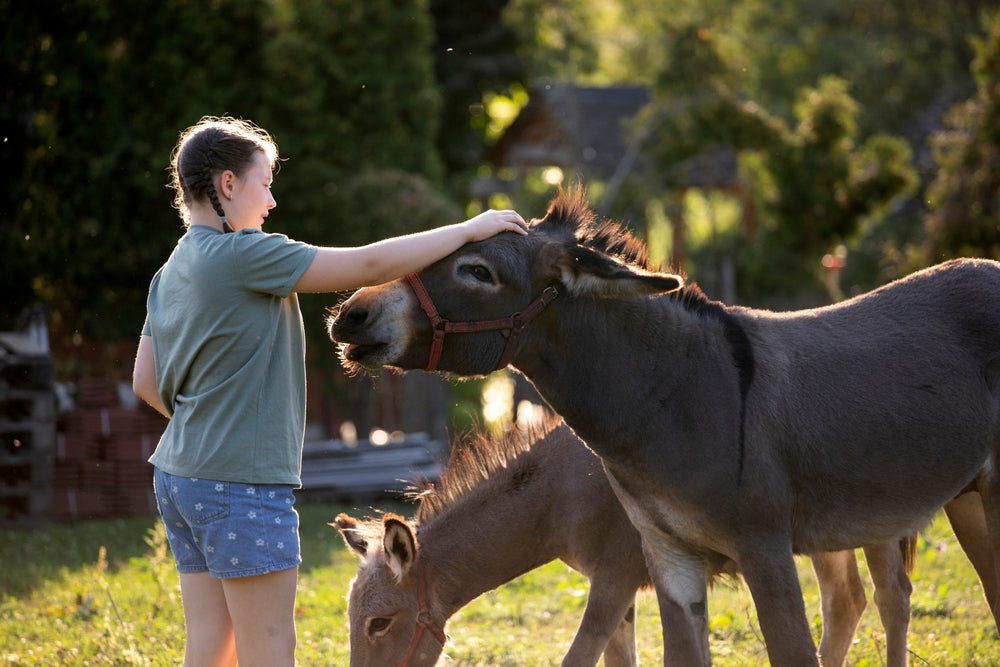 Vet-Certified Donkey Care Basics 🐴🧠 | 2025 Guide to Donkey Types, Health, and Hoof Care