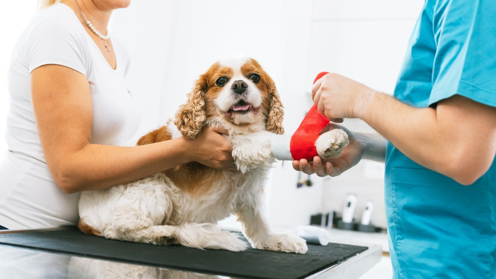 Ways to Care for Your Senior Dog’s Joints 🦴🐶✨