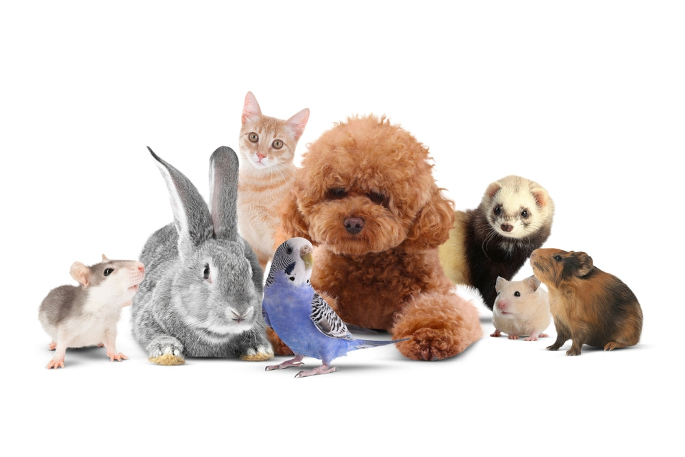 Parents’ Guide to Choosing the Best Small Pet for Kids