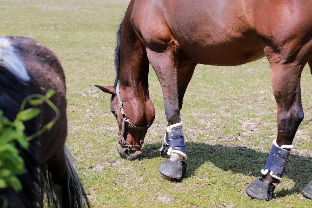 Staph Pyoderma in Horses: Itchy Scabs, Hair Loss and Treatment