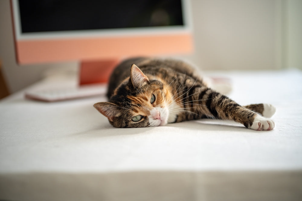 Feline Enrichment Ideas to Meet Your Cat’s Core Needs