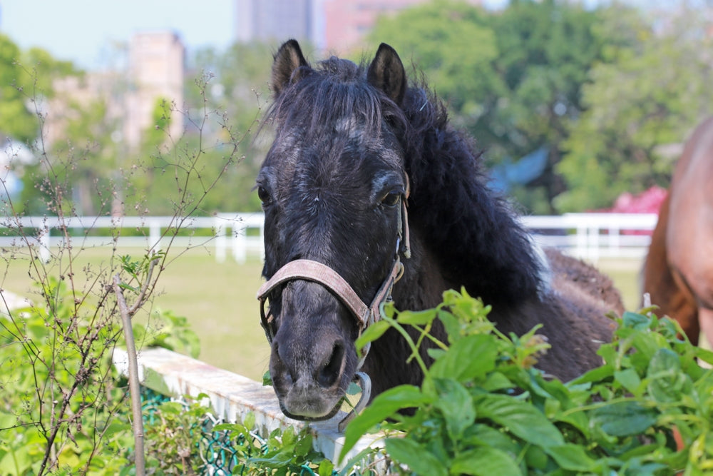 Horse Diet and Behavior