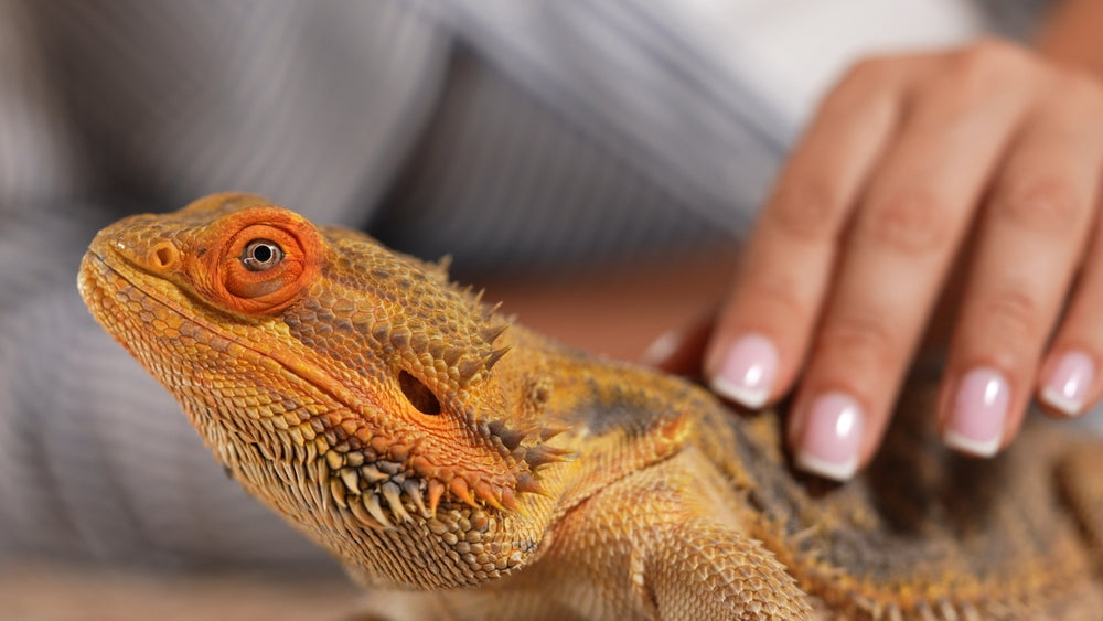 Gout and Pseudogout in Reptiles: Vet Symptoms, Treatment & Prevention in 2025 🦎💧