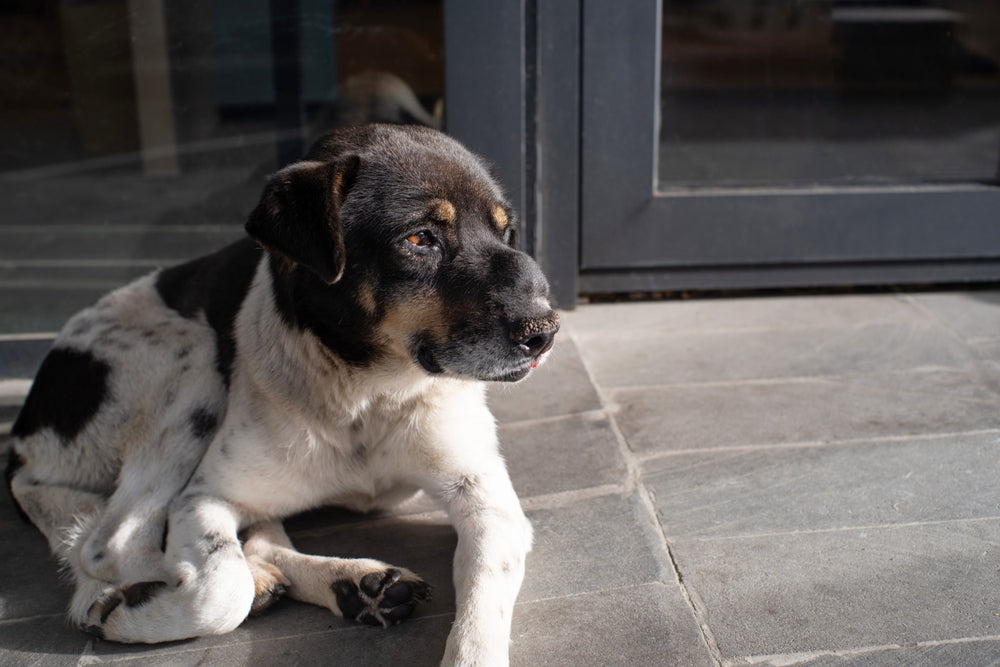 Fentanyl Patch for Pets