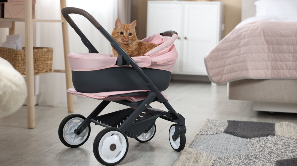 What Is Kitty Kindergarten and Does Your Kitten Need It?