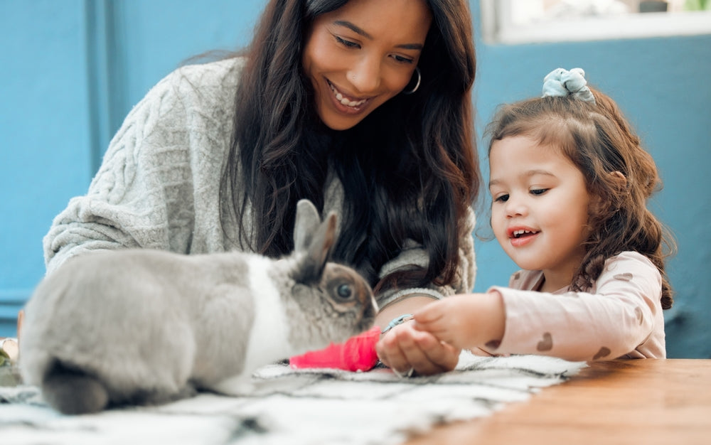 Rabbit Care: Enrichment and Housing 2025 Vet Guide by Dr Duncan Houston 🐇🏠