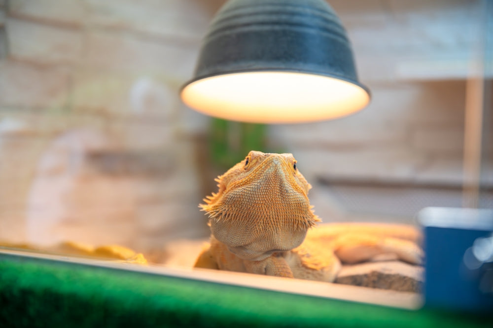 Kidney Disease in Reptiles: Vet Care, Symptoms & Prevention Guide 2025 🦎💧