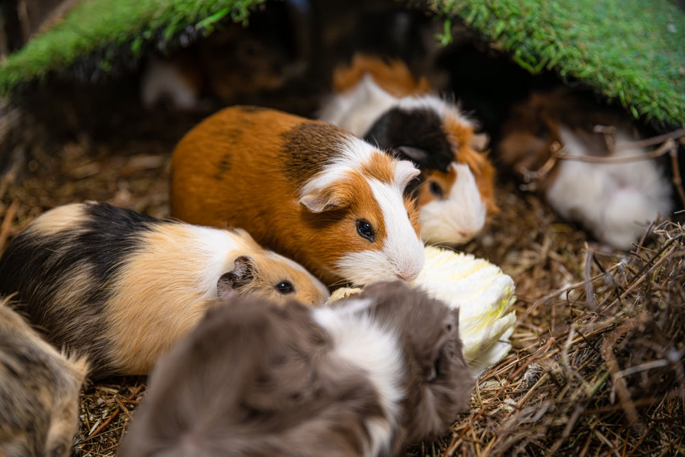 Guinea Pig Urinary Stones: Symptoms, Treatment and When It Is an Emergency