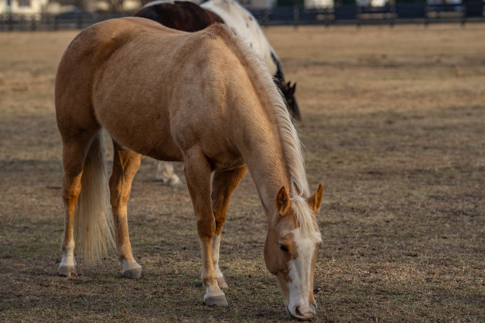 Vesicular Stomatitis in Horses and Cattle