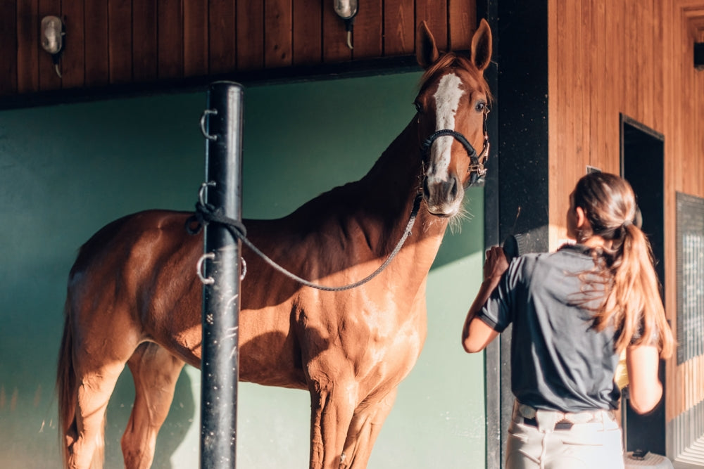 What Is a Normal Temperature for a Horse?
