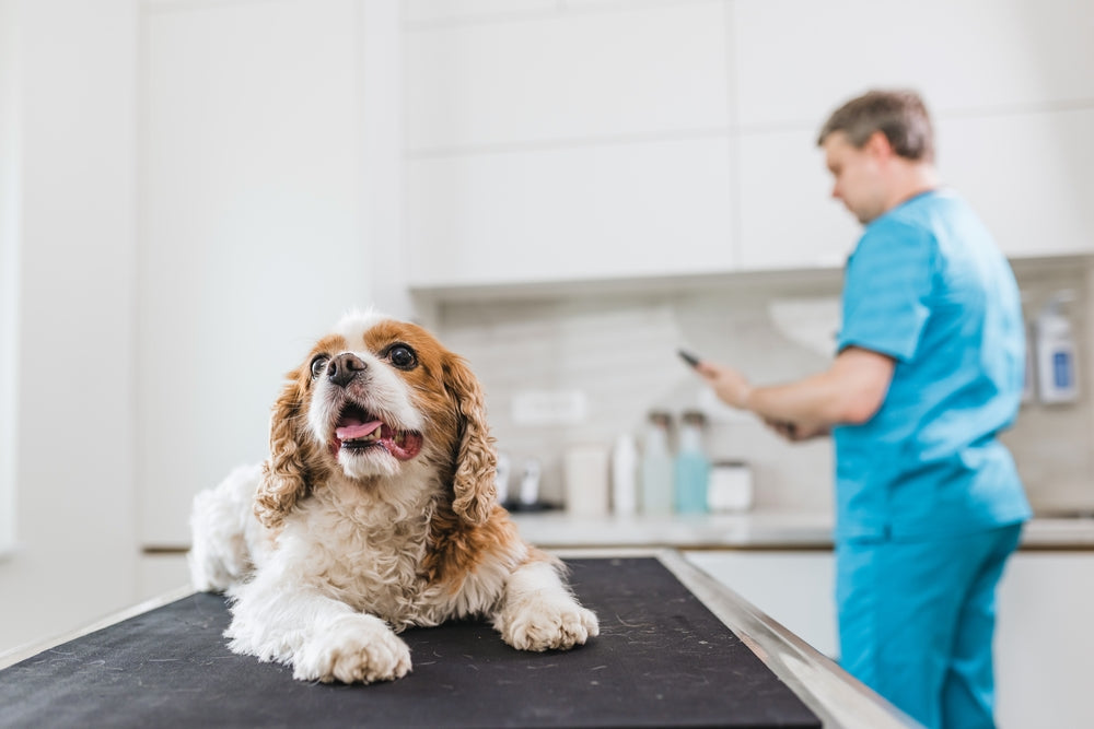 Benazepril for Dogs and Cats