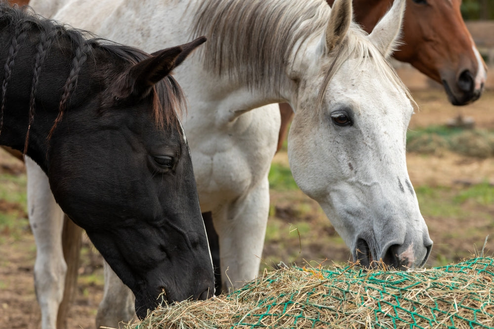 Rain-Damaged Hay for Horses and Cattle