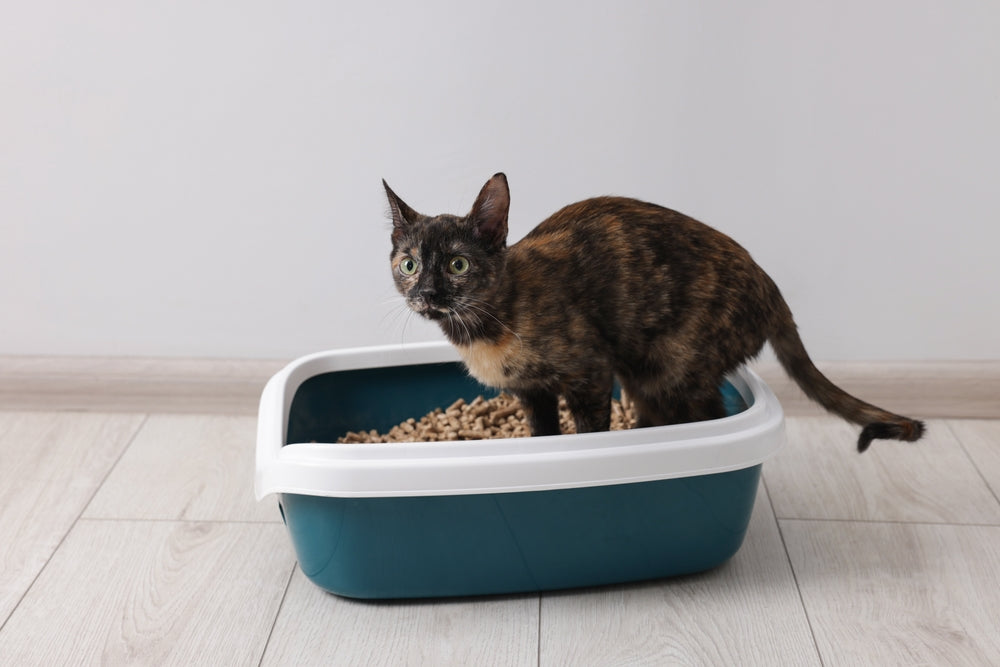 Why Is My Cat Peeing or Pooping Outside the Litter Box?