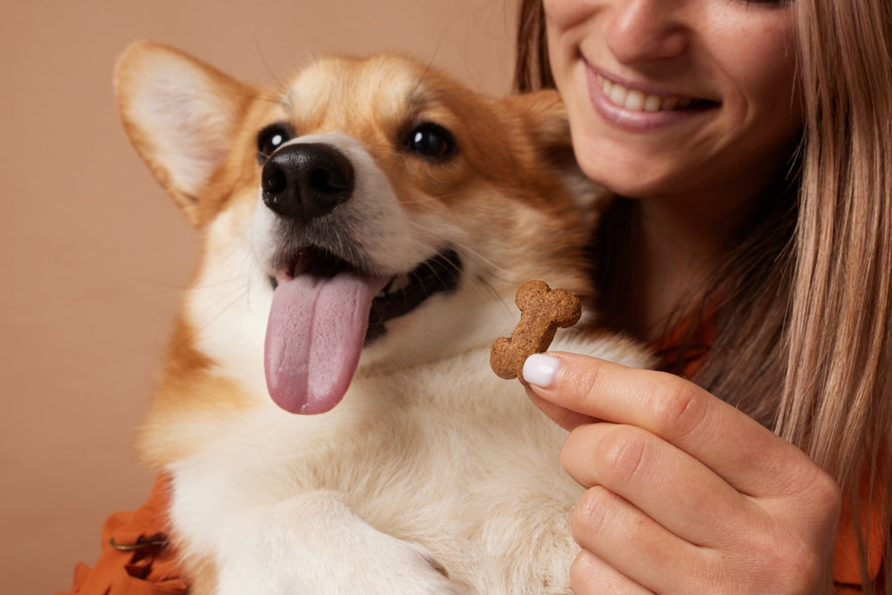 Healthy Fall Treats for Dogs: A Vet Guide to Safe Seasonal Snacking 🍂🐶 | Dr Duncan Houston