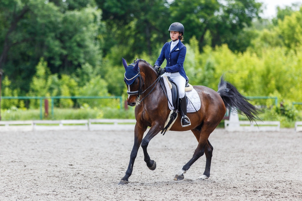 Vet-Recommended Equine Nutrition Tips
