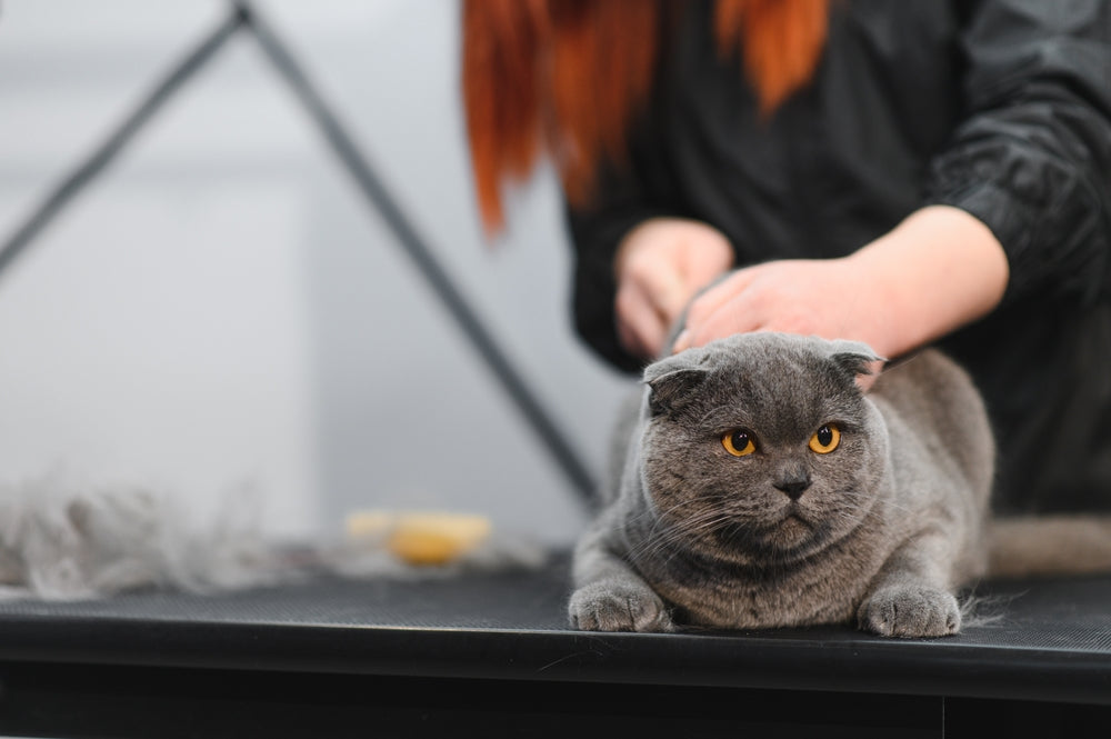 Senior Cat Care Tips for Healthy, Happy Golden Years 🐱✨